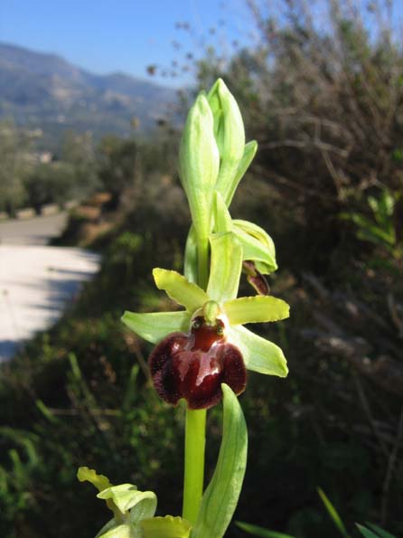 Gargano...le mie orchidee 1a puntata